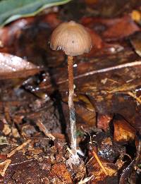 Psilocybe subtropicalis image