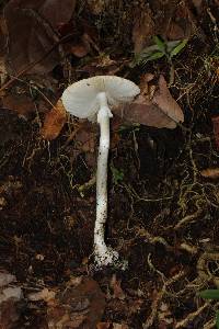 Amanita arocheae image