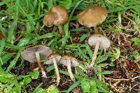 Psilocybe caerulescens image