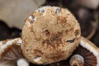 Asterophora lycoperdoides image