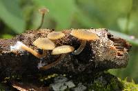 Simocybe centunculus var. centunculus image