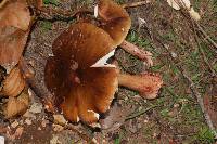 Amanita rubescens image