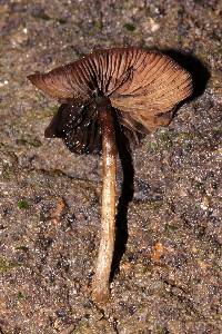 Psilocybe muliercula image