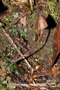 Psilocybe neoxalapensis image