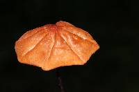 Marasmius siccus image