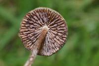 Psilocybe subtropicalis image