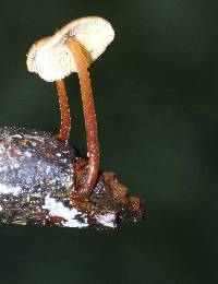 Xeromphalina tenuipes image