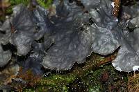 Peltigera neopolydactyla image