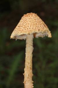 Lepiota magnispora image