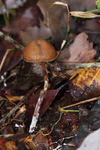 Psilocybe subtropicalis image