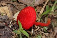 Hygrocybe miniata image