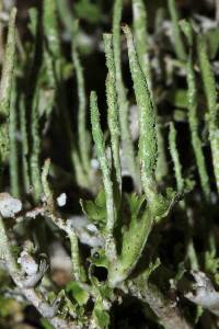 Cladonia ochrochlora image