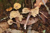 Cantharellus atrolilacinus image