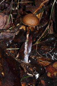 Psilocybe subtropicalis image