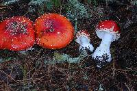 Amanita muscaria subsp. flavivolvata image