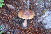 Amanita rubescens image