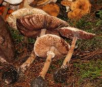 Chlorophyllum hortense image