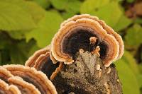 Trametes versicolor image