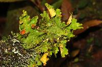 Pseudocyphellaria aurata image