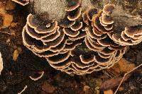 Trametes versicolor image