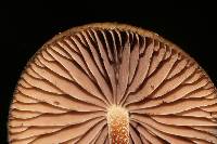 Psilocybe subtropicalis image