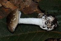 Amanita arocheae image