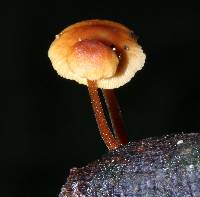 Xeromphalina tenuipes image