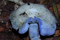 Lactarius indigo image