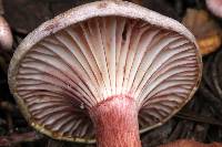 Hygrophorus erubescens image