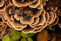 Trametes versicolor image