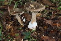 Amanita pantherina image