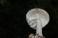 Amanita arocheae image