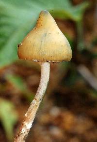 Psilocybe zapotecorum image