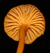 Cantharellus minor image