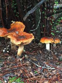 Cortinarius mucosus image