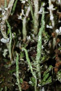 Cladonia ochrochlora image