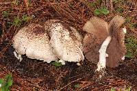 Agaricus subrutilescens image