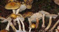 Amanita xylinivolva image