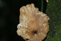 Cymatoderma caperatum image