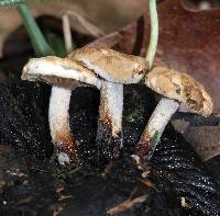 Asterophora lycoperdoides image