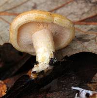 Lactarius maculatipes image