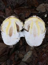 Amanita calyptroderma image