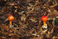 Amanita jacksonii image