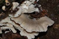 Pleurotus ostreatus image