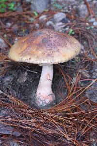 Amanita rubescens image