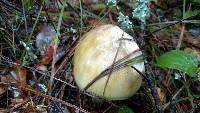 Amanita phalloides image