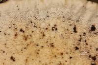 Trametes versicolor image
