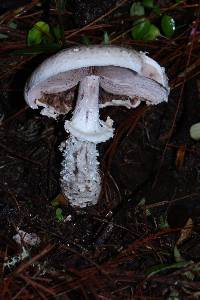 Agaricus subrutilescens image