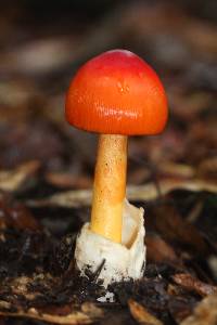 Amanita jacksonii image