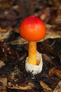 Amanita jacksonii image